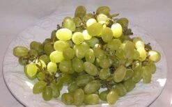 Thompson Seedless Grape Vine - 1 Gallon Pot -Stylish Garden Plant Store 10092 thompson seedless grape