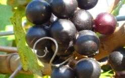 Lane Muscadine Grape Vine (Self Fertile) - 1 Gallon Pot -Stylish Garden Plant Store 10133 lane muscadine