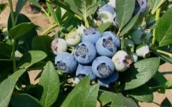 Biloxi Southern Highbush Blueberry - 1 Gallon Pot -Stylish Garden Plant Store 10151 biloxi blueberry