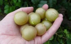 Summit Muscadine - 1 Gallon Pot 9 Summit Muscadine - 1 Gallon Pot -Stylish Garden Plant Store 10470 summit muscadine