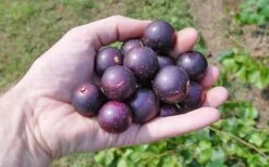 Nesbitt Muscadine Grape Vine - 1 Gallon Pot -Stylish Garden Plant Store 10547 nesbitt muscadine
