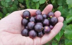 Noble Muscadine Grape Vine (Self Fertile) - 1 Gallon Pot -Stylish Garden Plant Store 10548 noble muscadine