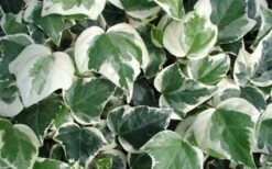 Variegated Algerian Ivy (Hedera Algeriensis 'Gloire De Marengo') - 5 Pack Of Pint Pots -Stylish Garden Plant Store 3554 ravensholst ivy
