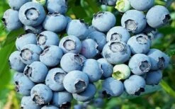 Powderblue Rabbiteye Blueberry - 6 Pack Of 1 Gallon Pots 9 Powderblue Rabbiteye Blueberry - 6 Pack Of 1 Gallon Pots -Stylish Garden Plant Store 3591 powder blue blueberry
