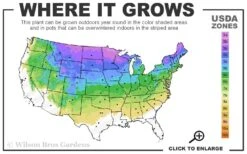 American Sweet Flag (Acorus Americanus) - 8 Pack Of 1 Gallon Pots -Stylish Garden Plant Store 3a 8a 16