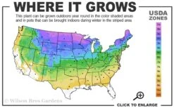 Autumn Fern - Dryopteris Erythrosora - 1 Gallon Pot -Stylish Garden Plant Store 3a 8b 27