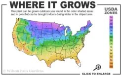 Big Bluestem Grass (Andropogon Gerardii) - 5 Pack Of Quart Pots 9 Big Bluestem Grass (Andropogon Gerardii) - 5 Pack Of Quart Pots -Stylish Garden Plant Store 3a 9b 4