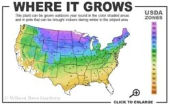 Grancy Graybeard - White Fringe Tree - 7 Gallon Pot (2-3') -Stylish Garden Plant Store 3b 9a 1