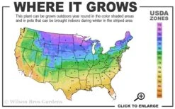 Pink Flamingo Clematis - 1 Gallon Pot -Stylish Garden Plant Store 3b 9b