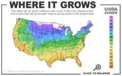 Red Drift Groundcover Rose - 3 Gallon Pot -Stylish Garden Plant Store 4a 11 1