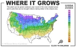 Heritage Raspberry - 6 Pack Of 1 Gallon Pots 8 Heritage Raspberry - 6 Pack Of 1 Gallon Pots -Stylish Garden Plant Store 4a 8a 3