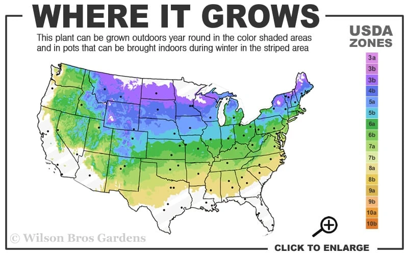 Heritage Raspberry - 6 Pack Of 1 Gallon Pots 5 Heritage Raspberry - 6 Pack Of 1 Gallon Pots - Image 3