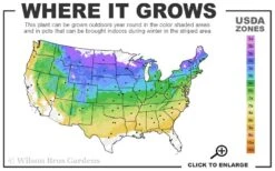 Caroline Raspberry - 1 Gallon Pot 7 Caroline Raspberry - 1 Gallon Pot -Stylish Garden Plant Store 4a 8b 29