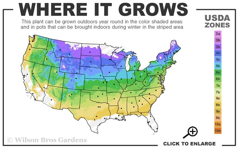 Six Hills Giant Catmint (Nepeta) - 5 Pack Of Quart Pots 5 Six Hills Giant Catmint (Nepeta) - 5 Pack Of Quart Pots - Image 3