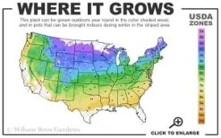 Highland Cream Creeping Thyme - 5 Pack Of Quart Pots -Stylish Garden Plant Store 4a 8b thumbnail