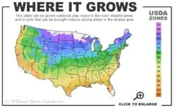 American Sycamore Tree - 3 Gallon Pot 10 American Sycamore Tree - 3 Gallon Pot -Stylish Garden Plant Store 4a 9b 102