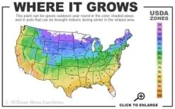 Elsa Spath Clematis - 1 Gallon Pot -Stylish Garden Plant Store 4a 9b thumbnail 2