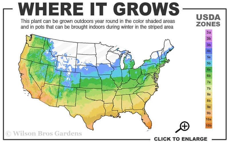 Misty Southern Highbush Blueberry - 3 Gallon Pot 5 Misty Southern Highbush Blueberry - 3 Gallon Pot - Image 3