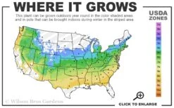 All That Glows Arrowwood Viburnum - 2 Gallon Pot -Stylish Garden Plant Store 5a 8b 10