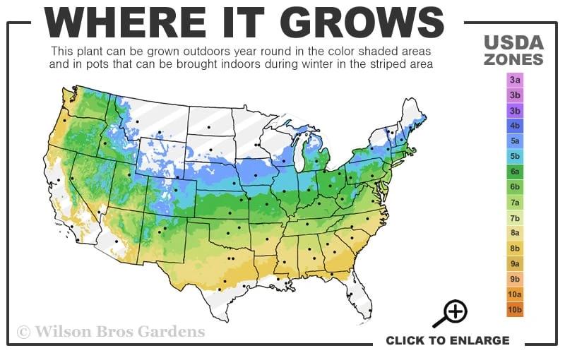 Bloodgood Red Leaf Japanese Maple - 1 Gallon Pot 5 Bloodgood Red Leaf Japanese Maple - 1 Gallon Pot - Image 3