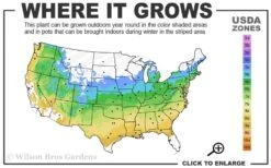 Jubilee Southern Highbush Blueberry - 3 Gallon Pot -Stylish Garden Plant Store 5a 9a