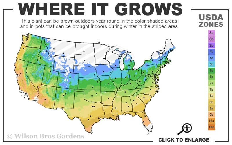 Shasta Doublefile Viburnum - 1 Gallon Pot 5 Shasta Doublefile Viburnum - 1 Gallon Pot - Image 3