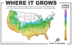 Brackens Brown Beauty Magnolia - 1 Gallon Pot -Stylish Garden Plant Store 5b 11 14