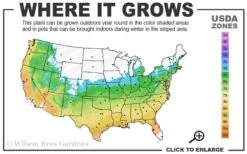 Bug Bat Pitcher Plant (Sarracenia) - 2.5 Quart Pot -Stylish Garden Plant Store 5b 9b