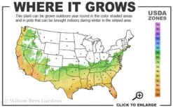 Russian 26 Cold Hardy Pomegranate - 1 Gallon Pot -Stylish Garden Plant Store 6B 11 1