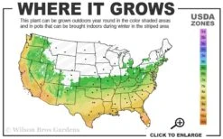 Double Feature Red Crape Myrtle - 3 Gallon Pot -Stylish Garden Plant Store 6a 10a 3