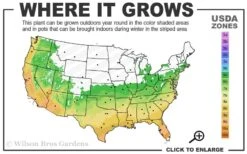 Ingelise English Ivy (Hedera) - 10 Pack Of 4" Pots -Stylish Garden Plant Store 6a 10a 4