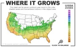 Osage Thornless Blackberry - 6 Pack Of 1 Gallon Pots -Stylish Garden Plant Store 6a 10b 11