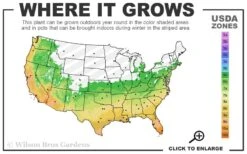 Henon Giant Gray Bamboo - Phyllostachys Nigra 'Henon' - 3 Gallon Pot (4-6') -Stylish Garden Plant Store 6a 11 1