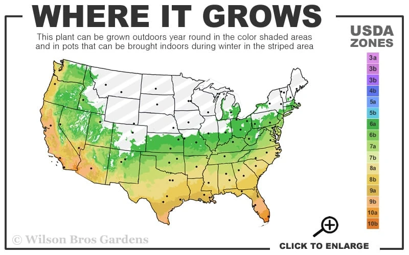 Silvery Sunproof Variegated Liriope - Lilyturf - 6 Pack Of 1 Gallon Pots 5 Silvery Sunproof Variegated Liriope - Lilyturf - 6 Pack Of 1 Gallon Pots - Image 3