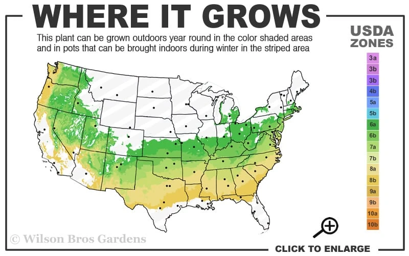 Justin Brouwers Dwarf Boxwood - 6 Pack Of 1 Gallon Pots 5 Justin Brouwers Dwarf Boxwood - 6 Pack Of 1 Gallon Pots - Image 3
