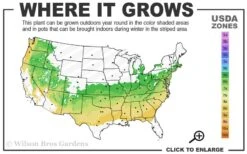 Dwarf Variegated Boxwood - 5 Gallon Pot 10 Dwarf Variegated Boxwood - 5 Gallon Pot -Stylish Garden Plant Store 6a 8b 9