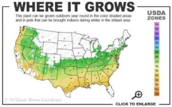 Titan Blueberry - 7 Gallon Pot -Stylish Garden Plant Store 6a 9a 1