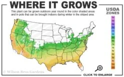 Twombly's Red Sentinel Japanese Maple - 2 Gallon Pot (3-4') -Stylish Garden Plant Store 6a 9b 15