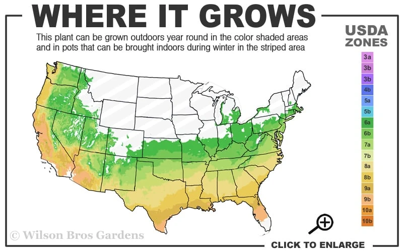 Arctic Rose Cold Hardy Red Camellia - 1 Gallon Pot 5 Arctic Rose Cold Hardy Red Camellia - 1 Gallon Pot - Image 3