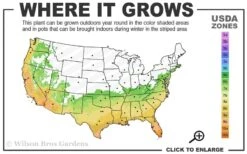 Fortune's Cold Hardy Tea Olive (Fragrant Osmanthus) - 7 Gallon Pot (3-4') -Stylish Garden Plant Store 6b 10b