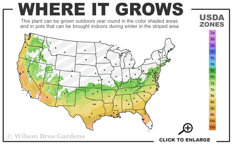 Delite Rabbiteye Blueberry - 1 Gallon Pot 5 Delite Rabbiteye Blueberry - 1 Gallon Pot - Image 3
