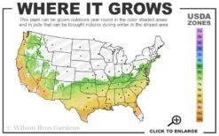 Climax Rabbiteye Blueberry - 2.5 Quart Pot -Stylish Garden Plant Store 6b 9b 9