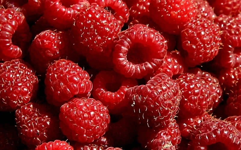 Heritage Raspberry - 6 Pack Of 1 Gallon Pots 6 Heritage Raspberry - 6 Pack Of 1 Gallon Pots - Image 4
