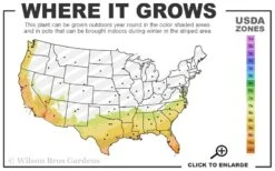 Divinely Blue Deodar Cedar Tree (Single Trunk Topiary) - 3 Gallon Pot 7 Divinely Blue Deodar Cedar Tree (Single Trunk Topiary) - 3 Gallon Pot -Stylish Garden Plant Store 7B 10B 11