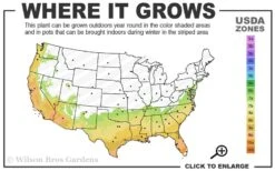 Fruitland's Fortune Tea Olive Single Trunk Tree - 7 Gallon Pot (4-5') -Stylish Garden Plant Store 7a 10a