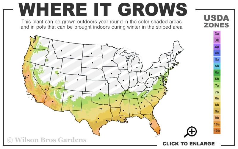 Marmorata Aucuba (Japanese Laurel) - 2.5 Gallon Pot 5 Marmorata Aucuba (Japanese Laurel) - 2.5 Gallon Pot - Image 3