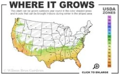 Bordeaux Dwarf Yaupon Holly - 1 Gallon Pot -Stylish Garden Plant Store 7a 10b 56