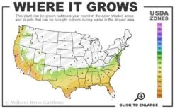 Double Mint Gardenia - 6 Pack Of 1 Gallon Pots -Stylish Garden Plant Store 7a 9b 15