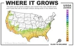 Scarlet Bells' Hong Kong Rose (Rhodoleia Henryi) - 3 Gallon Pot -Stylish Garden Plant Store 7a 9b thumbnail