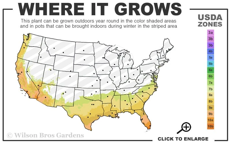 Arbequina Olive Tree - 2 Gallon Pot 5 Arbequina Olive Tree - 2 Gallon Pot - Image 3